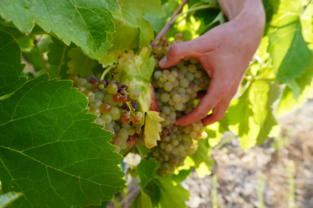 Una mano recogiendo un racimo de macabeo en el viñedo