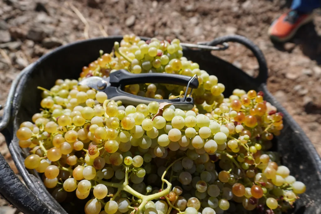 Cesto lleno de uvas blancas recién vendimiadas
