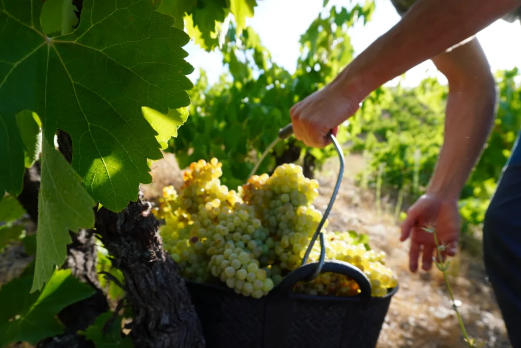 Vendimia manual de un racimo de uva blanca