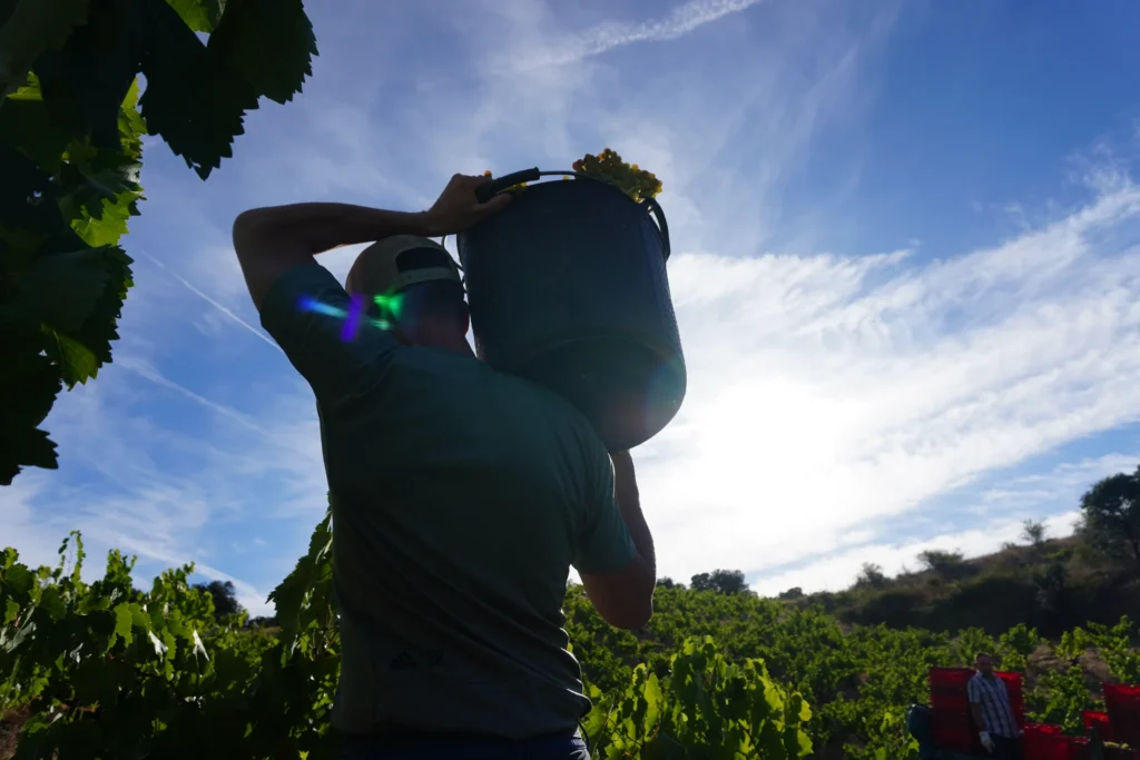 Vendimiador cargando un cesto de uvas entre las cepas