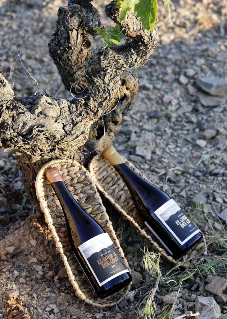 Cepa vieja junto a dos botellas de El Corral del Cojo
