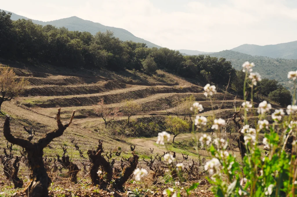 Cepas viejas sobre una ladera rodeada de monte