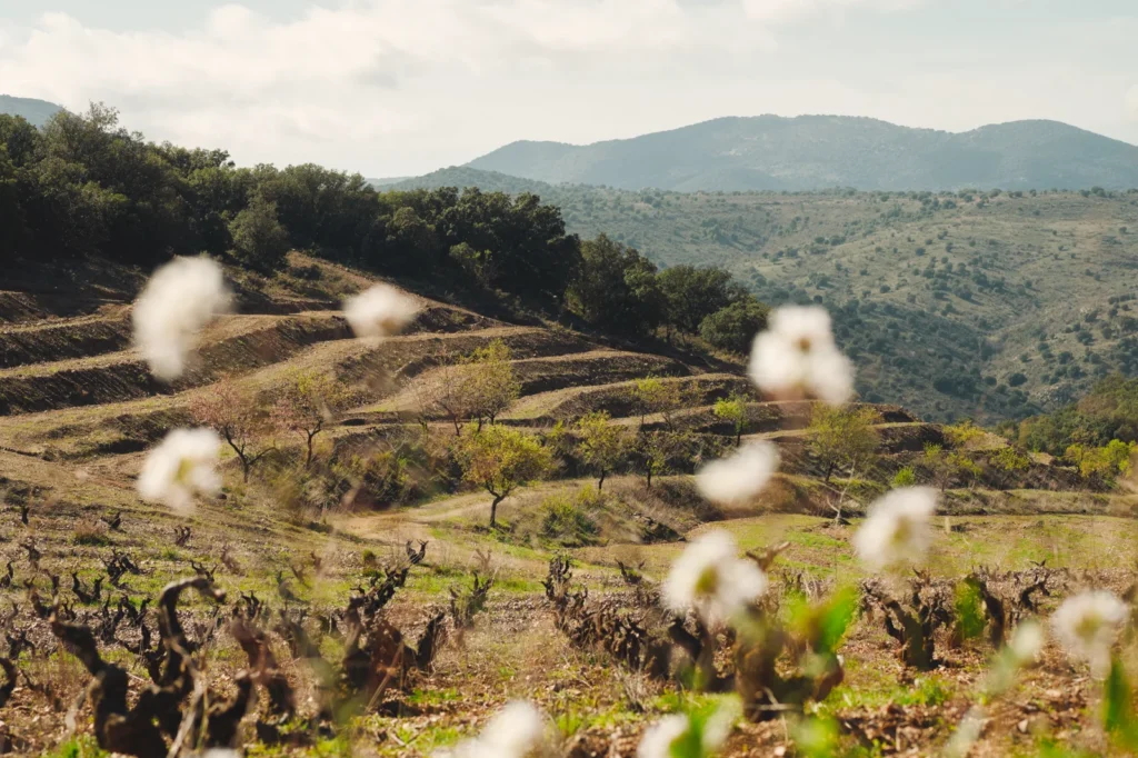 Viñedo entre laderas, con flores blancas en primer plano